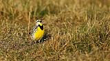 Eastern Meadowlark